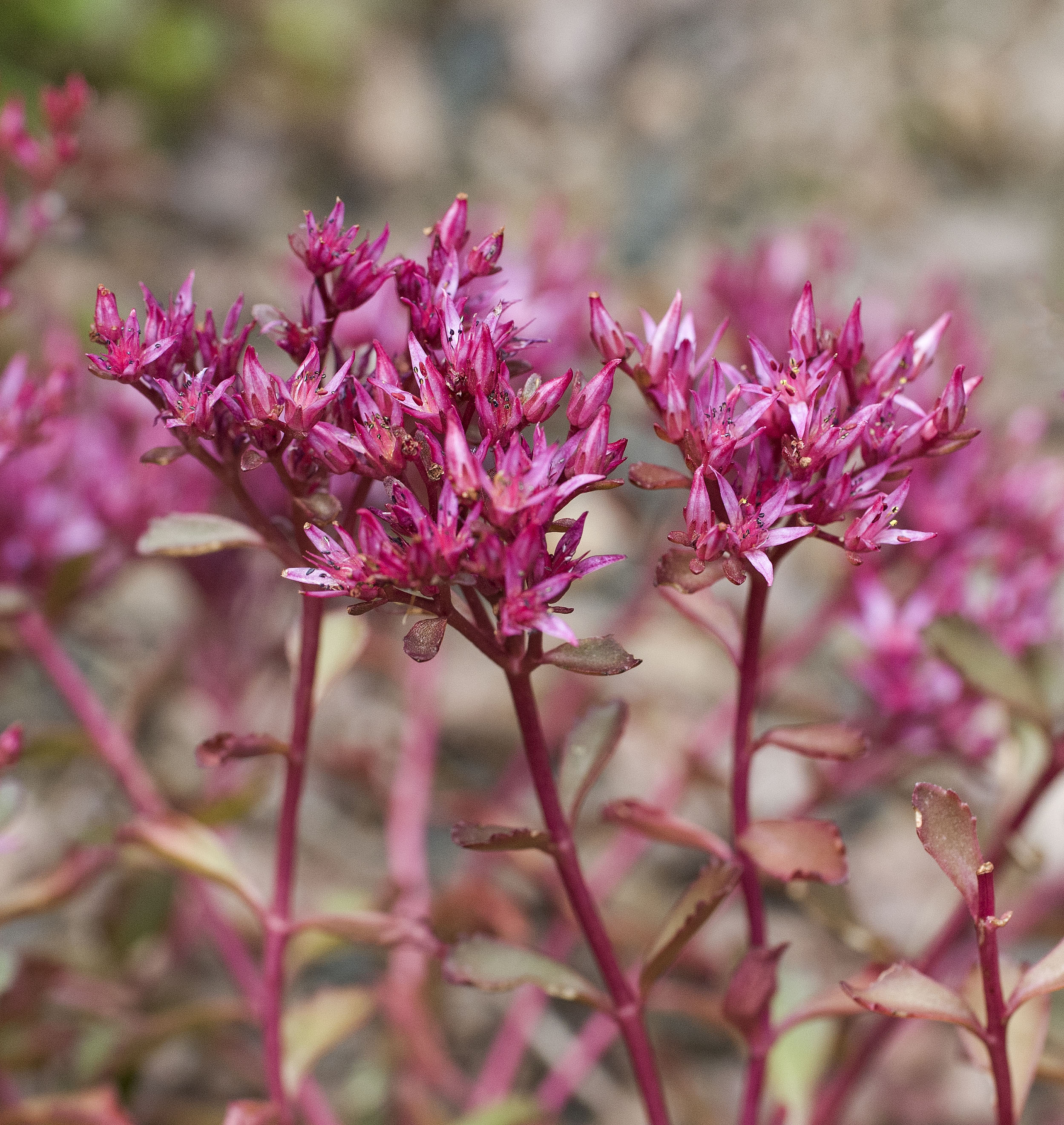 Dragon's Blood Sedum